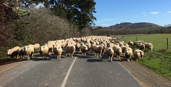rams pre-shearing 2017_shrunk